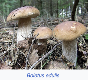 Boletus