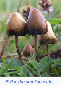 Psylocibe